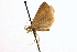  ( - CCDB-28971-A09)  @11 [ ] CreativeCommons - Attribution (2015) CBG Photography Group Centre for Biodiversity Genomics