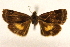  (Heliothelopsis - CCDB-28971-B05)  @11 [ ] CreativeCommons - Attribution (2015) CBG Photography Group Centre for Biodiversity Genomics