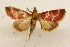  ( - CCDB-28971-B10)  @11 [ ] CreativeCommons - Attribution (2015) CBG Photography Group Centre for Biodiversity Genomics
