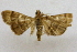  (Cryptobotys - CCDB-28971-C05)  @12 [ ] CreativeCommons - Attribution (2015) CBG Photography Group Centre for Biodiversity Genomics