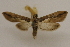  (Ercta - CCDB-28971-D02)  @11 [ ] CreativeCommons - Attribution (2015) CBG Photography Group Centre for Biodiversity Genomics