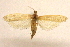  ( - CCDB-28971-D08)  @11 [ ] CreativeCommons - Attribution (2015) CBG Photography Group Centre for Biodiversity Genomics