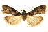  (Salebriaria chisosensis - CCDB-28971-E08)  @11 [ ] CreativeCommons - Attribution (2015) CBG Photography Group Centre for Biodiversity Genomics
