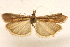  ( - CCDB-28971-G03)  @11 [ ] CreativeCommons - Attribution (2015) CBG Photography Group Centre for Biodiversity Genomics