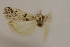  ( - CCDB-28971-G11)  @11 [ ] CreativeCommons - Attribution (2015) CBG Photography Group Centre for Biodiversity Genomics