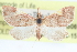  ( - CCDB-28972-B06)  @11 [ ] CreativeCommons - Attribution (2016) CBG Photography Group Centre for Biodiversity Genomics