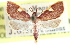  ( - CCDB-28972-B09)  @11 [ ] CreativeCommons - Attribution (2016) CBG Photography Group Centre for Biodiversity Genomics