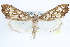  ( - CCDB-28972-B11)  @14 [ ] CreativeCommons - Attribution (2016) CBG Photography Group Centre for Biodiversity Genomics