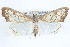  ( - CCDB-28972-C01)  @14 [ ] CreativeCommons - Attribution (2016) CBG Photography Group Centre for Biodiversity Genomics