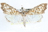 ( - CCDB-28972-C02)  @14 [ ] CreativeCommons - Attribution (2016) CBG Photography Group Centre for Biodiversity Genomics