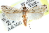  ( - CCDB-28972-H11)  @11 [ ] CreativeCommons - Attribution (2016) CBG Photography Group Centre for Biodiversity Genomics
