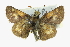  ( - CCDB-28973-A03)  @11 [ ] CreativeCommons - Attribution (2016) CBG Photography Group Centre for Biodiversity Genomics