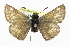  ( - CCDB-28973-A06)  @13 [ ] CreativeCommons - Attribution (2016) CBG Photography Group Centre for Biodiversity Genomics