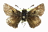  (Polites mardon - CCDB-28973-A08)  @13 [ ] CreativeCommons - Attribution (2016) CBG Photography Group Centre for Biodiversity Genomics