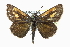  (Polites baracoa - CCDB-28973-A09)  @14 [ ] CreativeCommons - Attribution (2016) CBG Photography Group Centre for Biodiversity Genomics