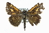  ( - CCDB-28973-A10)  @14 [ ] CreativeCommons - Attribution (2016) CBG Photography Group Centre for Biodiversity Genomics