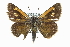  ( - CCDB-28973-A11)  @14 [ ] CreativeCommons - Attribution (2016) CBG Photography Group Centre for Biodiversity Genomics
