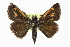  ( - CCDB-28973-A12)  @14 [ ] CreativeCommons - Attribution (2016) CBG Photography Group Centre for Biodiversity Genomics