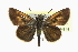  ( - CCDB-28973-B01)  @11 [ ] CreativeCommons - Attribution (2016) CBG Photography Group Centre for Biodiversity Genomics