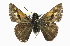 (Polites origenes - CCDB-28973-C03)  @15 [ ] CreativeCommons - Attribution (2016) CBG Photography Group Centre for Biodiversity Genomics