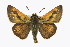  (Polites mystic - CCDB-28973-C08)  @15 [ ] CreativeCommons - Attribution (2016) CBG Photography Group Centre for Biodiversity Genomics