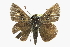  ( - CCDB-28973-D07)  @13 [ ] CreativeCommons - Attribution (2016) CBG Photography Group Centre for Biodiversity Genomics