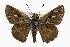  ( - CCDB-28973-D10)  @14 [ ] CreativeCommons - Attribution (2016) CBG Photography Group Centre for Biodiversity Genomics