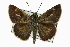  ( - CCDB-28973-D11)  @14 [ ] CreativeCommons - Attribution (2016) CBG Photography Group Centre for Biodiversity Genomics