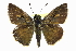  ( - CCDB-28973-E01)  @13 [ ] CreativeCommons - Attribution (2016) CBG Photography Group Centre for Biodiversity Genomics