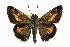  ( - CCDB-28973-G03)  @14 [ ] CreativeCommons - Attribution (2016) CBG Photography Group Centre for Biodiversity Genomics
