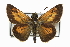  ( - CCDB-28973-G05)  @15 [ ] CreativeCommons - Attribution (2016) CBG Photography Group Centre for Biodiversity Genomics
