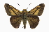  ( - CCDB-28973-H06)  @15 [ ] CreativeCommons - Attribution (2016) CBG Photography Group Centre for Biodiversity Genomics