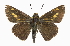  ( - CCDB-28973-H08)  @11 [ ] CreativeCommons - Attribution (2016) CBG Photography Group Centre for Biodiversity Genomics