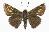  ( - CCDB-28973-H09_NGS)  @11 [ ] CreativeCommons - Attribution (2016) Jacopo DErcole Centre for Biodiversity Genomics
