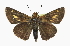  ( - CCDB-28973-H10_NGS)  @11 [ ] CreativeCommons - Attribution (2016) Jacopo DErcole Centre for Biodiversity Genomics