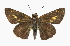  ( - CCDB-28973-H11_NGS)  @14 [ ] CreativeCommons - Attribution (2016) Jacopo DErcole Centre for Biodiversity Genomics