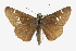  ( - CCDB-28974-A09)  @11 [ ] CreativeCommons - Attribution (2016) CBG Photography Group Centre for Biodiversity Genomics