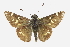  ( - CCDB-28974-A10)  @11 [ ] CreativeCommons - Attribution (2016) CBG Photography Group Centre for Biodiversity Genomics