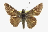  ( - CCDB-28974-A11_NGS)  @11 [ ] CreativeCommons - Attribution (2016) Jacopo DErcole Centre for Biodiversity Genomics