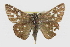  ( - CCDB-28974-A12)  @13 [ ] CreativeCommons - Attribution (2016) CBG Photography Group Centre for Biodiversity Genomics