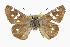  ( - CCDB-28974-B02_NGS)  @11 [ ] CreativeCommons - Attribution (2016) Jacopo DErcole Centre for Biodiversity Genomics