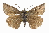  ( - CCDB-28974-E05_NGS)  @11 [ ] CreativeCommons - Attribution (2016) Jacopo DErcole Centre for Biodiversity Genomics