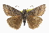  ( - CCDB-28974-E06_NGS)  @11 [ ] CreativeCommons - Attribution (2016) Jacopo DErcole Centre for Biodiversity Genomics