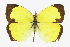  ( - CCDB-28974-E11)  @11 [ ] CreativeCommons - Attribution (2016) CBG Photography Group Centre for Biodiversity Genomics