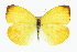  (Pyrisitia dina - CCDB-28974-E12)  @14 [ ] CreativeCommons - Attribution (2016) CBG Photography Group Centre for Biodiversity Genomics