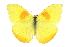  (Phoebis philea - CCDB-28974-H07)  @13 [ ] CreativeCommons - Attribution (2016) CBG Photography Group Centre for Biodiversity Genomics