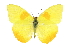  ( - CCDB-28974-H08)  @11 [ ] CreativeCommons - Attribution (2016) CBG Photography Group Centre for Biodiversity Genomics