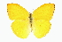  (Phoebis argante - CCDB-28974-H09)  @11 [ ] CreativeCommons - Attribution (2016) CBG Photography Group Centre for Biodiversity Genomics