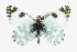  ( - CCDB-28974-H11)  @11 [ ] CreativeCommons - Attribution (2016) CBG Photography Group Centre for Biodiversity Genomics