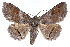  ( - CCDB-28975-A10)  @11 [ ] CreativeCommons - Attribution (2015) CBG Photography Group Centre for Biodiversity Genomics